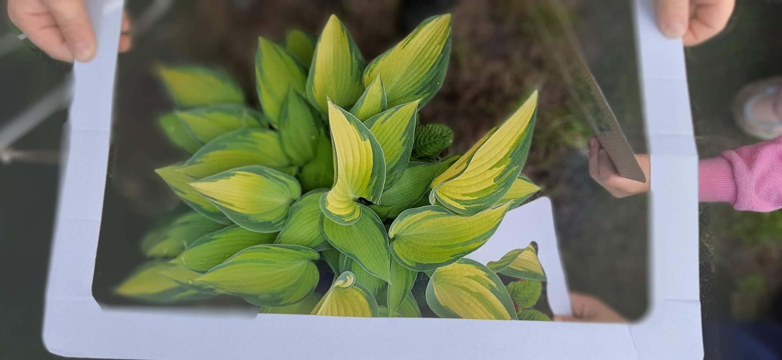 Projekt Naturalnie, że Froebel u Sportowców : zadanie nr 3 przyroda zatrzymana w kadrze