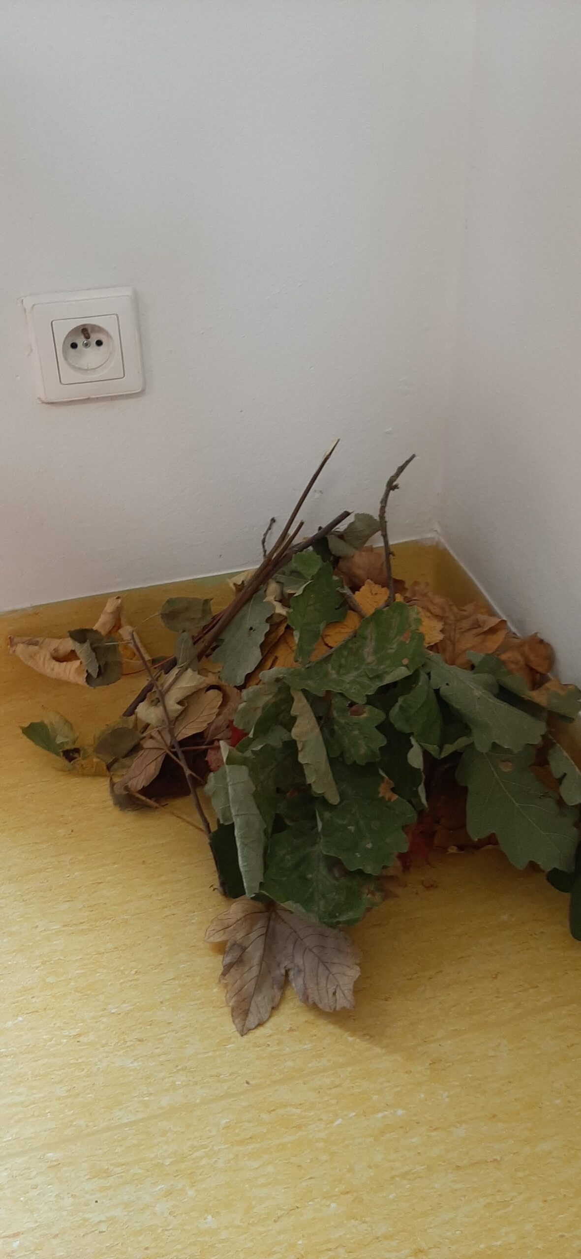 Plastusie zdobywały wiedzę o jeżach