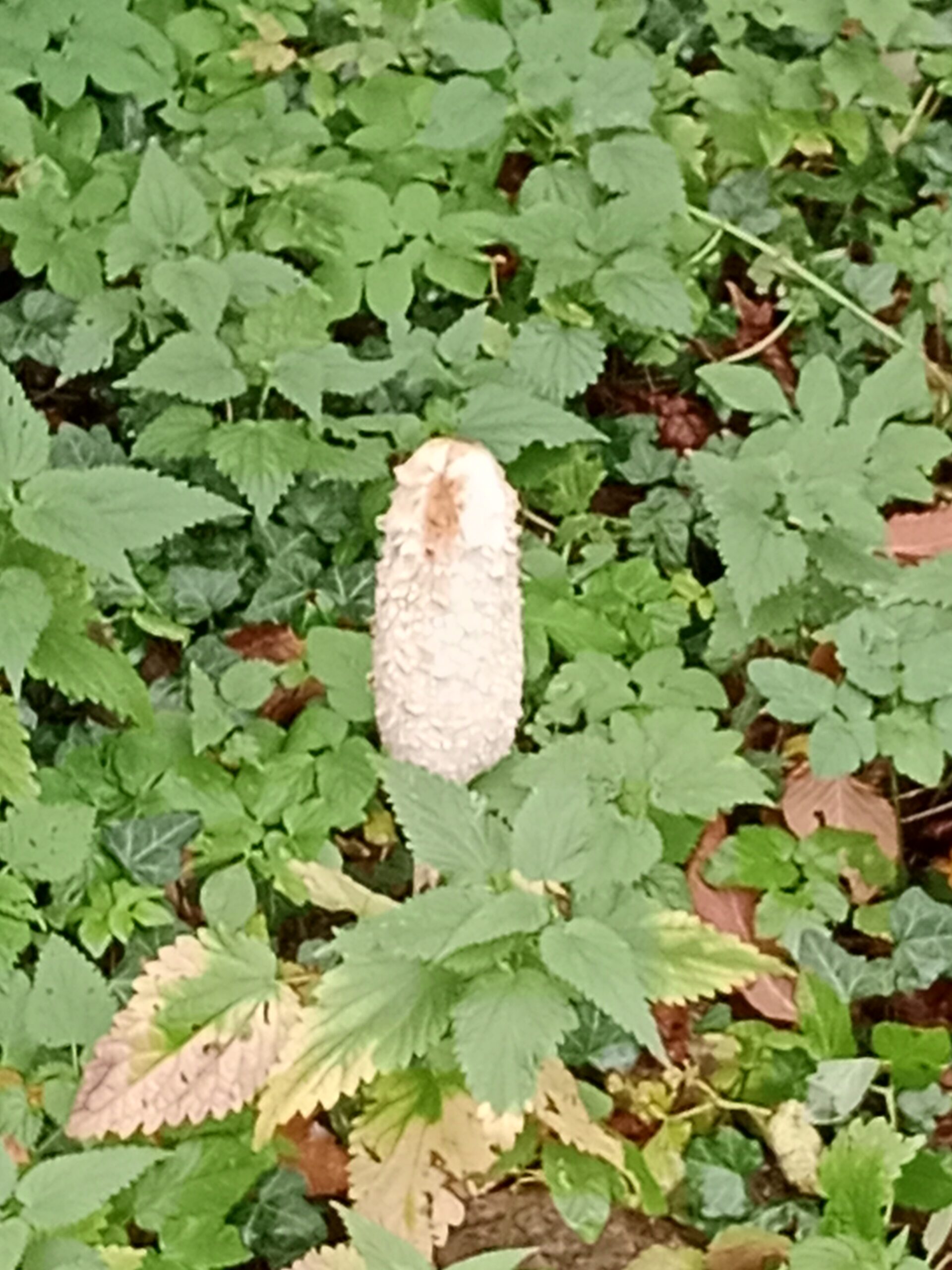 Plastusie- Jesienny spacer